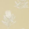Protea Flower 216331